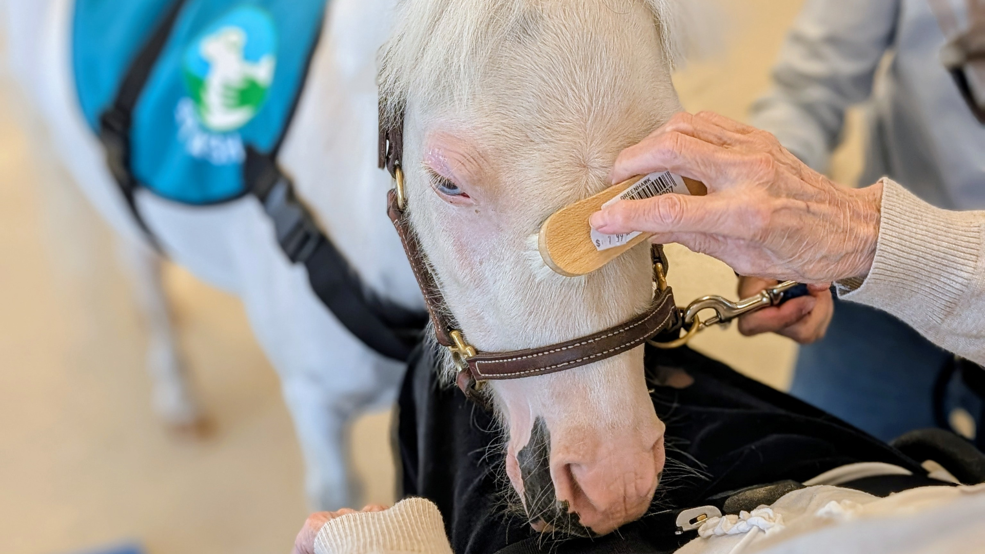 A close-up view of the face and head of a miniature horse that is visiting a patient in the hospital the horse is white. The patient's hands are visible, brushing the horse's head with a small brush