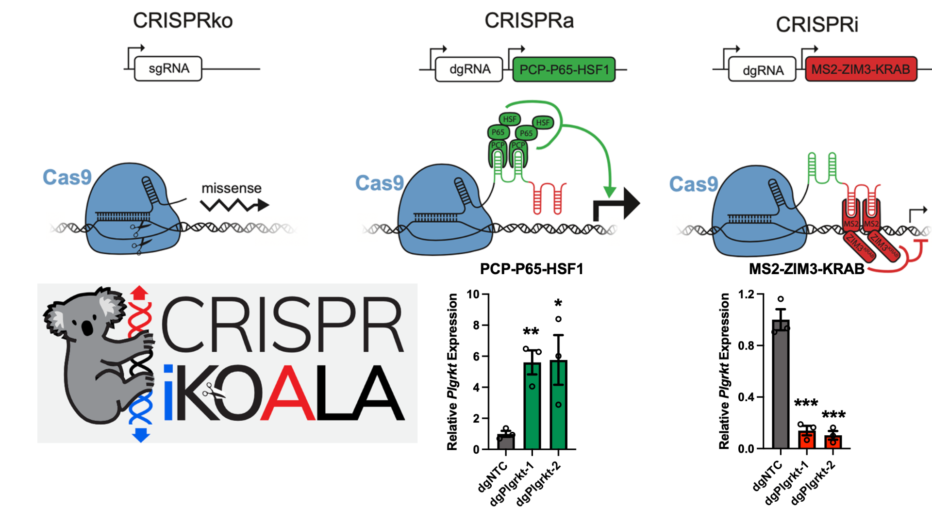 Illustration of in vivo gene editing and screening technologies such as CRISPR-KOALA.