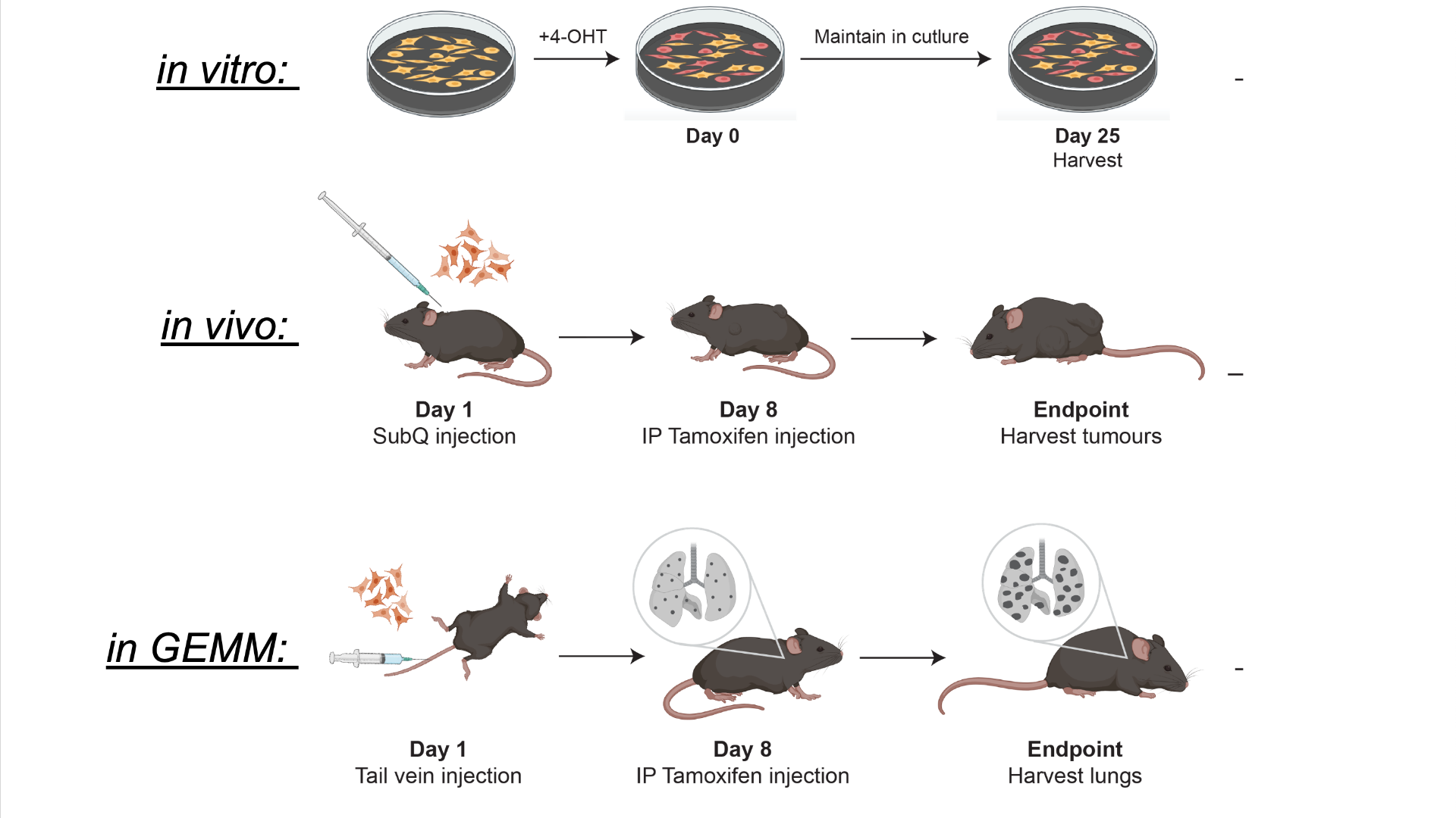 Illustration of in vitro, in vivo and in GEMM system developed by the Schramek lab to accelerate next-generation precision medicine.
