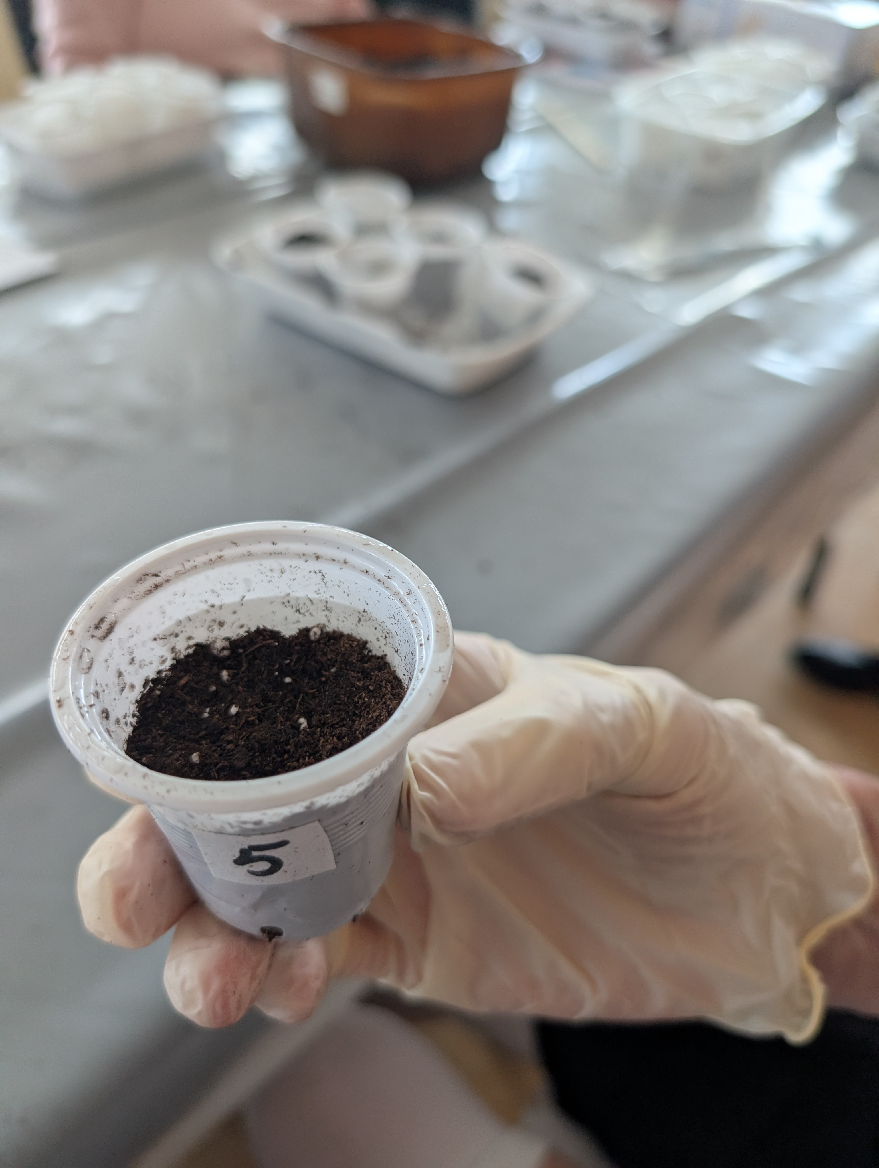 Close-up view of a gloved hand holding a plastic cup filled with soil where a seed has been planted. 