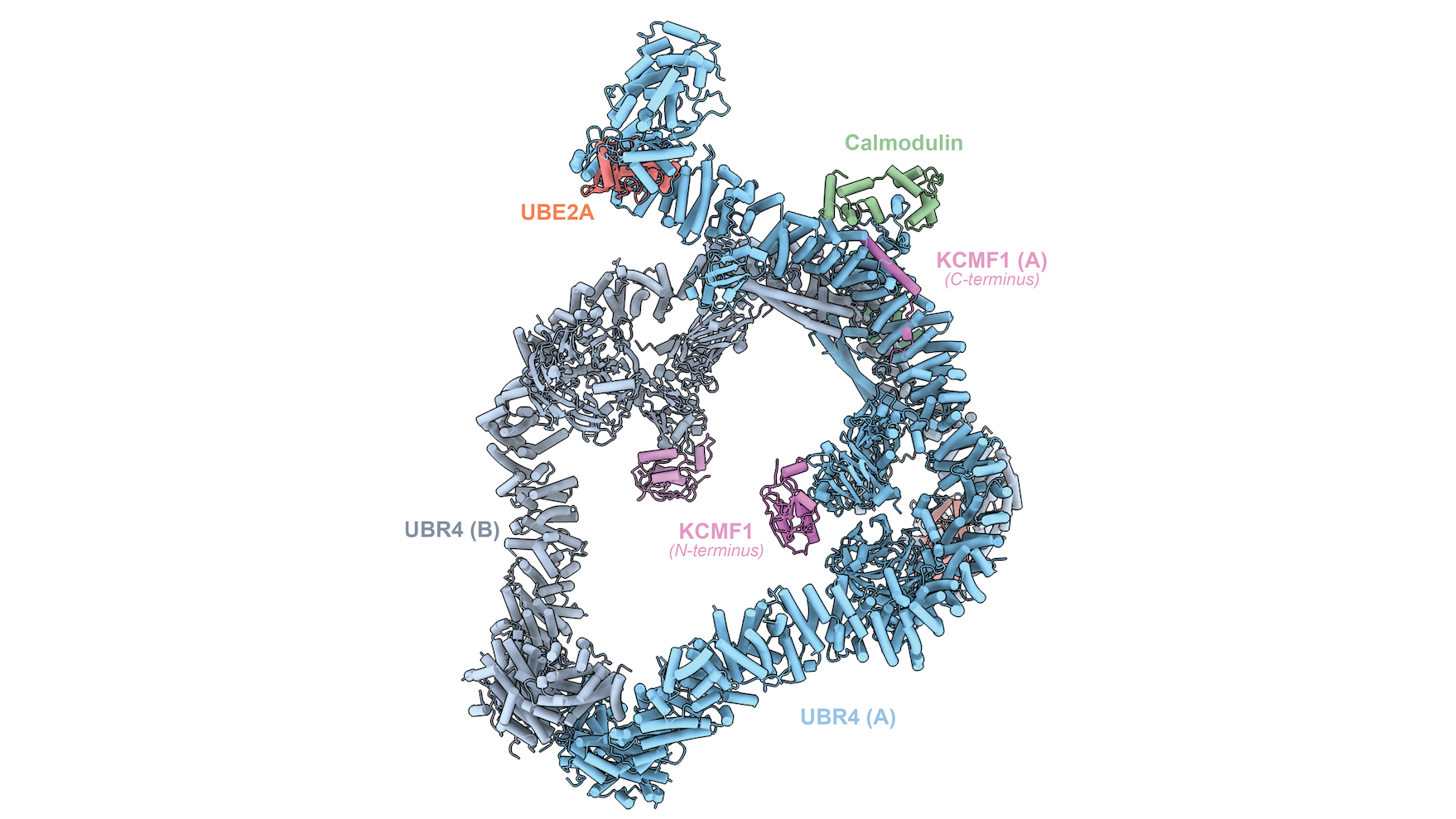 Animated illustration of the SIFI complex.