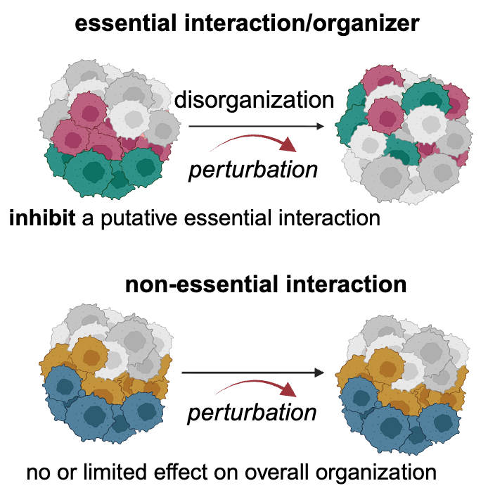 Scientific illustration of Dr. Alissa Greenwald's third project on modeling and perturbing tumour organization.