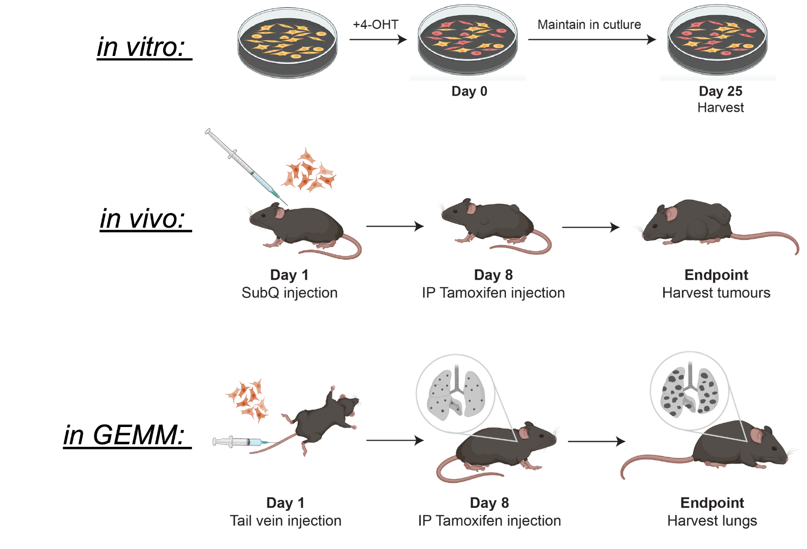 Dr. Daniel Schramek's second ongoing project.