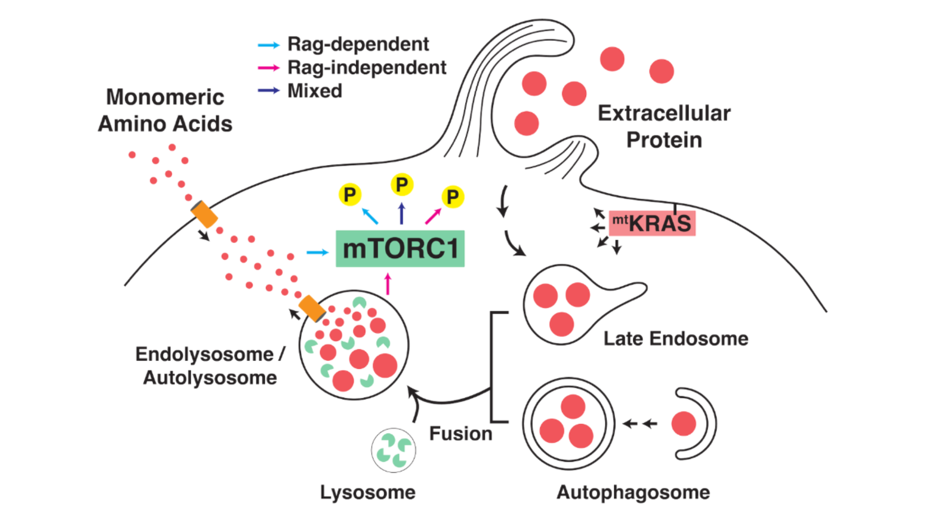 Dr. Anne-Claude Gingras' second project illustration on understanding how cancer cells adapt nutrient sensing and metabolic signaling pathways to survive in nutrient-limited environments.