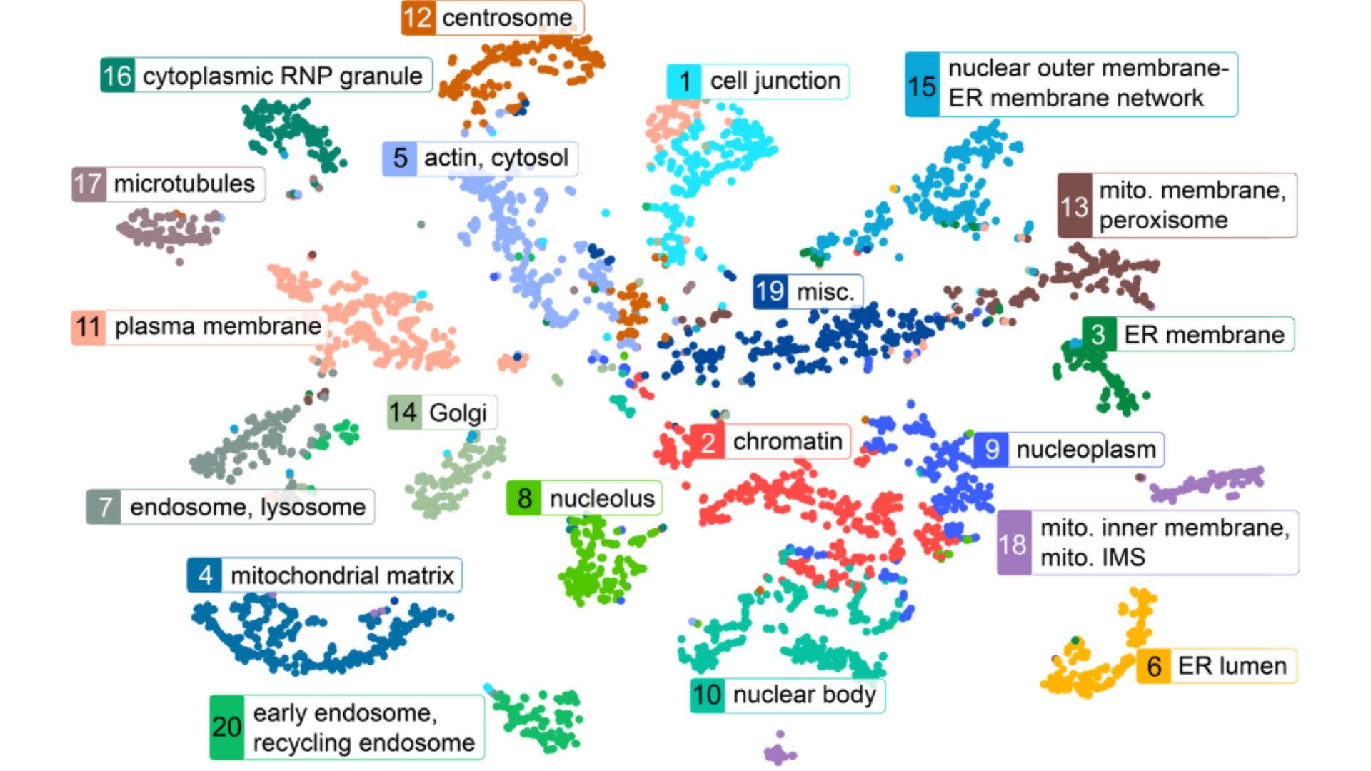 Illustration of the Human Cell Map.