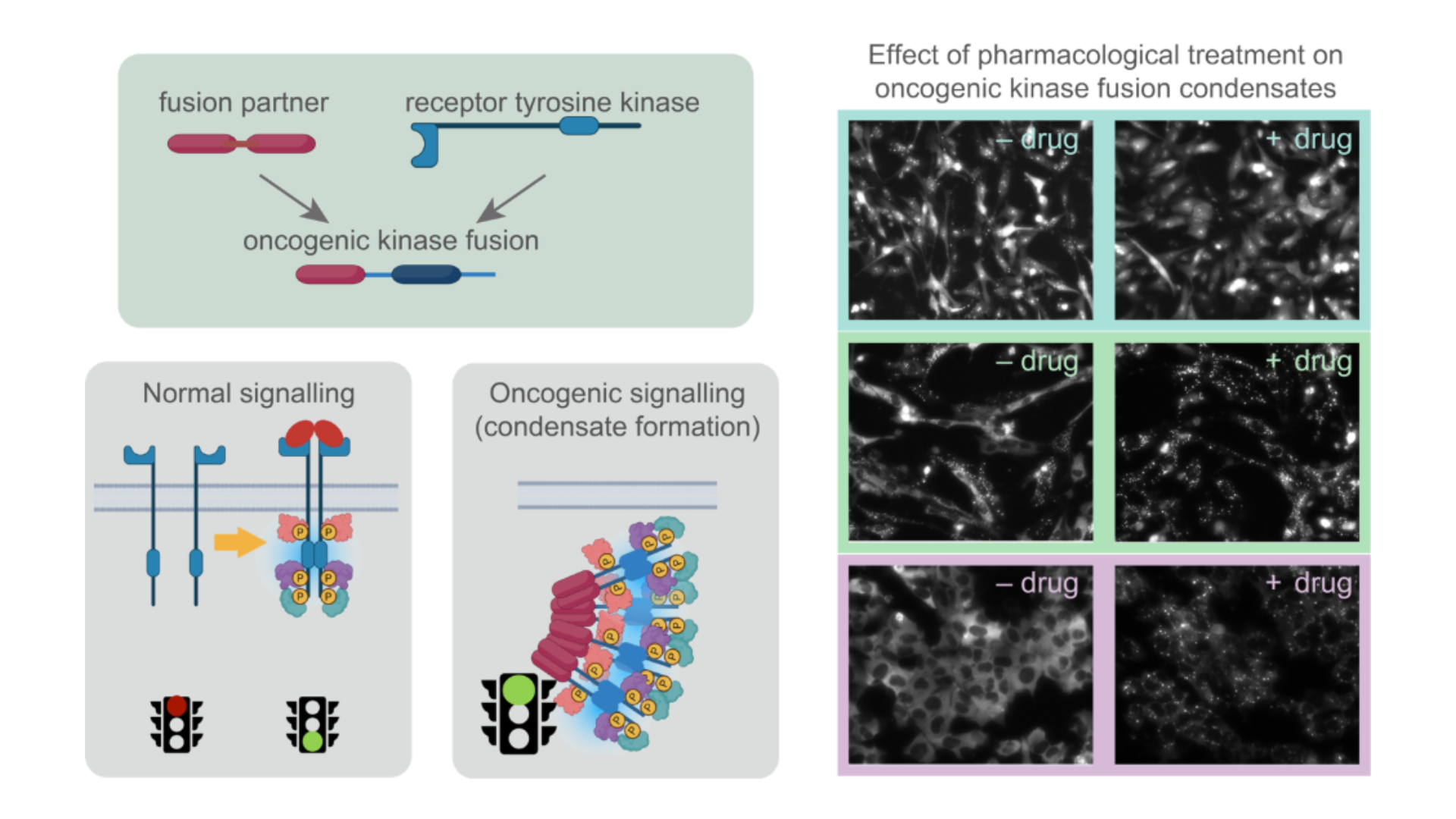 Dr. Anne-Claude Gingras' first project on how therapies alter condensate formation and organization.