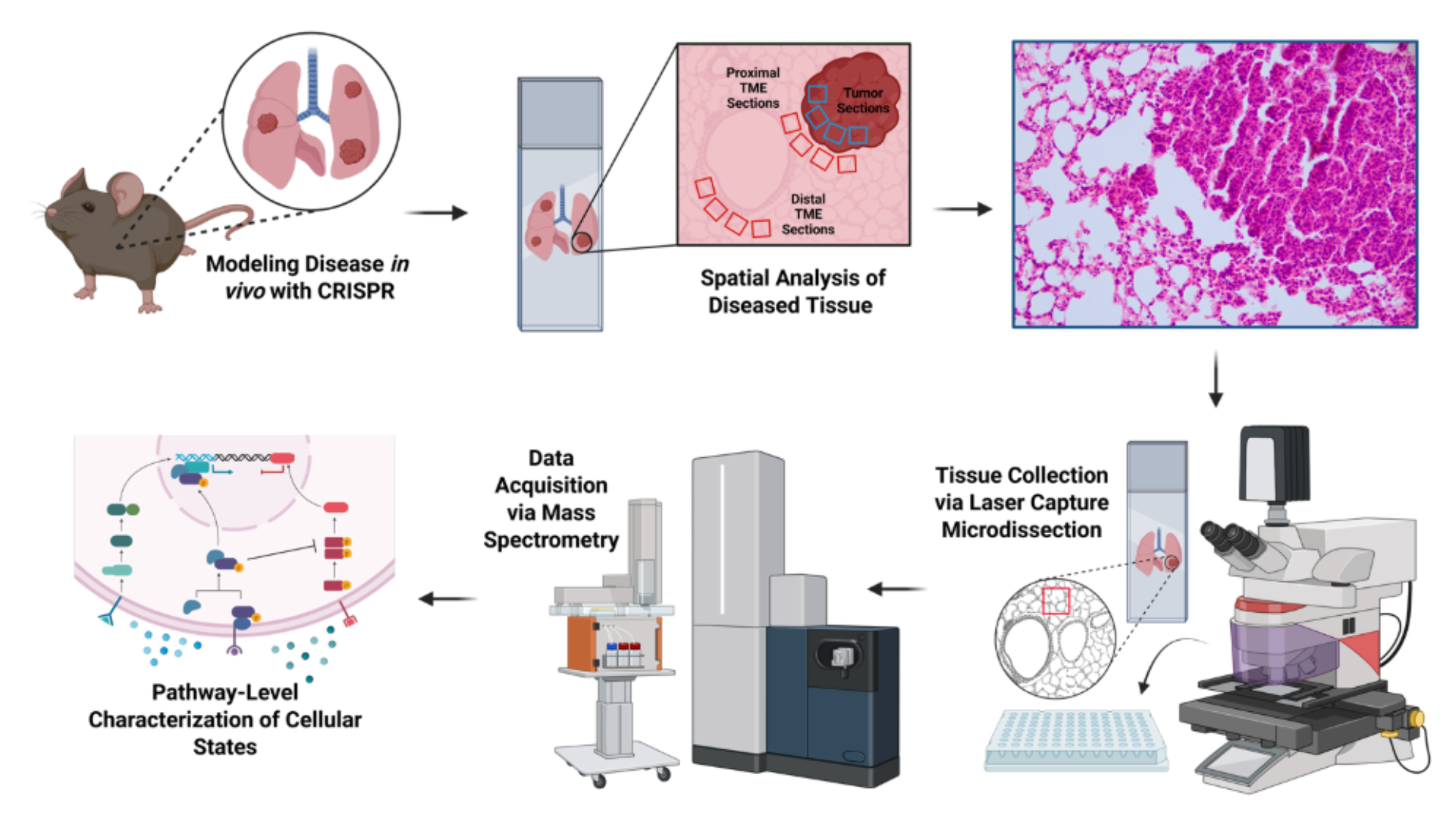 Illustration of spatial proteomics workflow. 