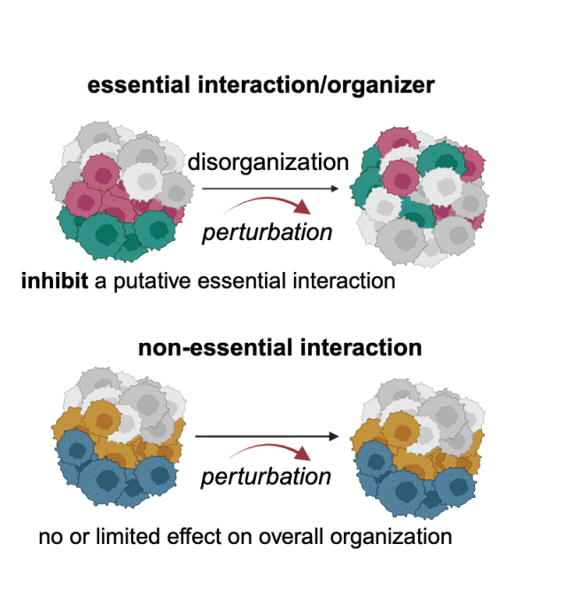 Scientific illustration of perturbations of tumour organizations. 