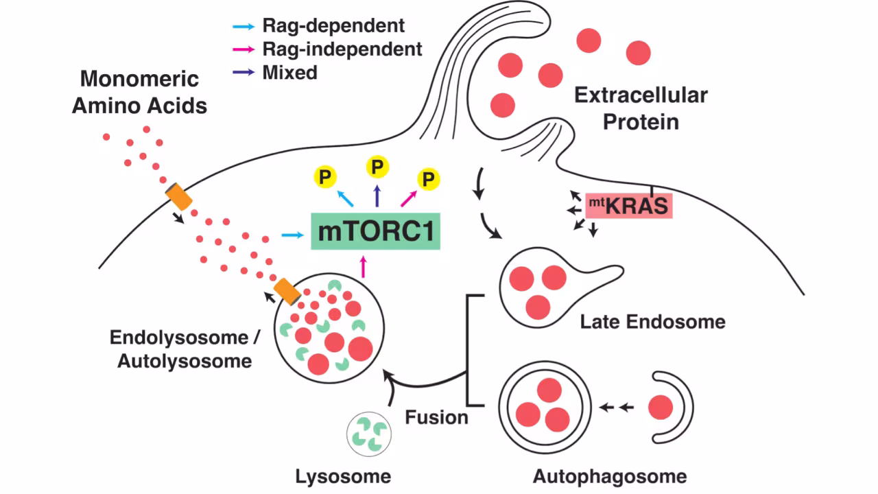 schematic of a signaling patwhay