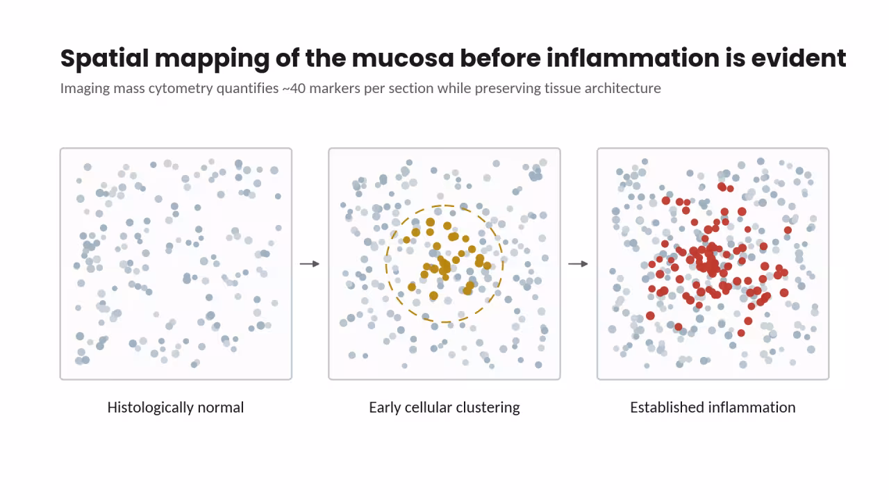 Scientific illustration of the tissue architecture of markers in inflammation of the mucosa.