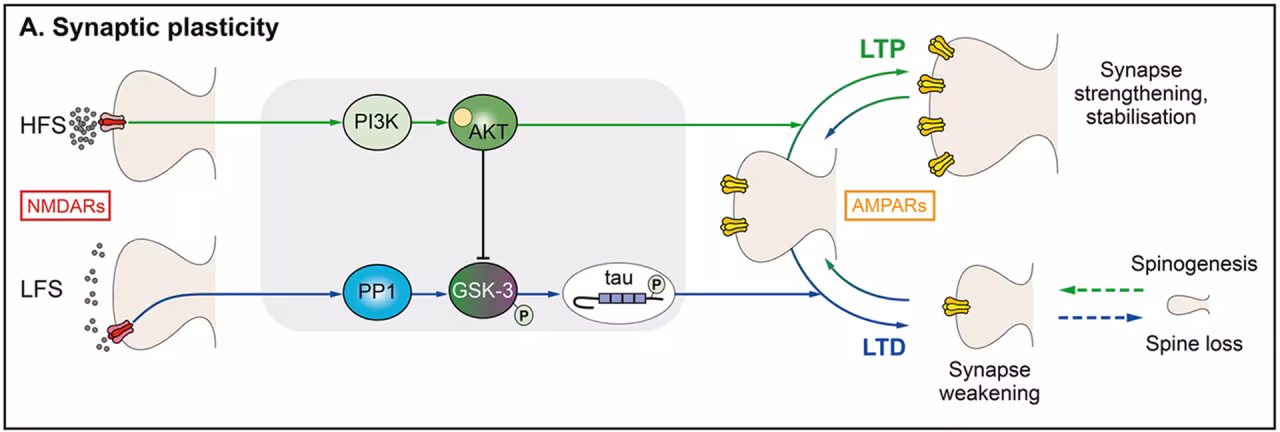 Scientific illustration of synaptic plasticity. 