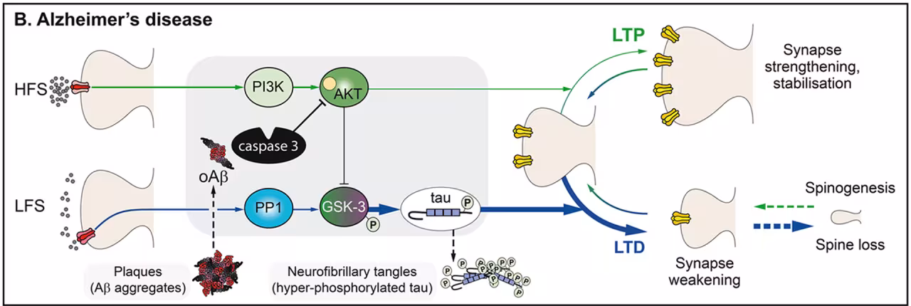 Scientific illustration of of glutamate receptors and synaptic plasticity in Alzheimer's disease. 