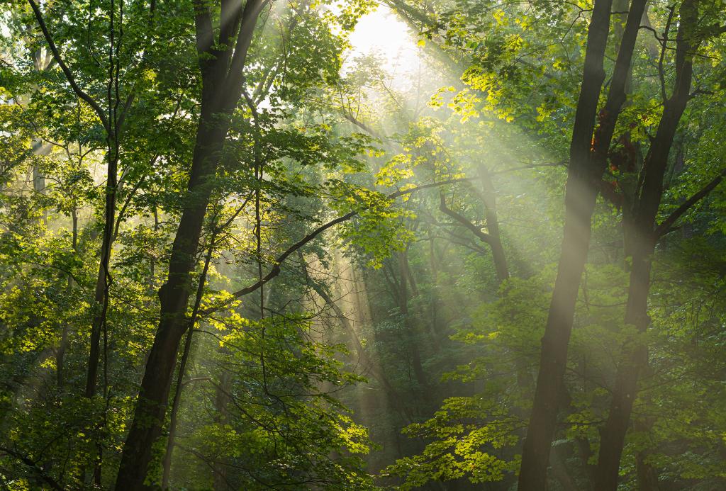 A forest with sunlight peaking through the trees