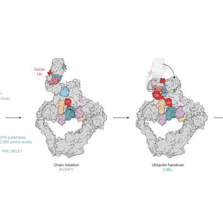 A cartoon schematic of the ubiquitin handover from chain initiation to its elongation modules. 