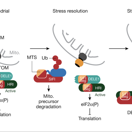 Cartoon schematic of the function of silencing factor of the integrated stress response in mitochondrial import stress. 