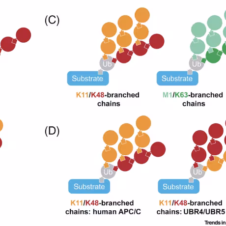 Schematic of ubiquitin chain architecture.