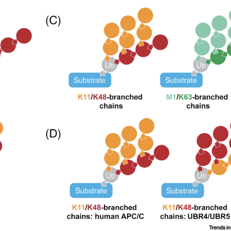 Schematic of ubiquitin chain architecture.
