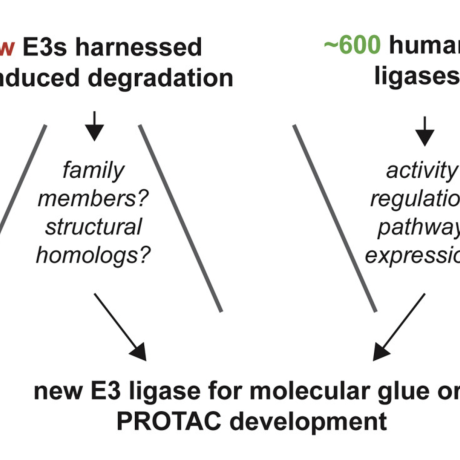 A diagram illustrating how only a few known E3 ligases are currently used for targeted protein degradation and highlighting the broader pool of ~600 human E3 ligases as potential candidates for future molecular glue or PROTAC development.
