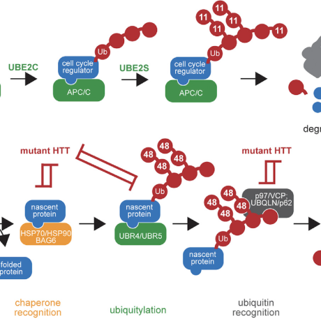 A diagram comparing how cells use ubiquitination and the proteasome to regulate proteins during mitosis and to degrade misfolded proteins, highlighting steps disrupted by mutant HTT