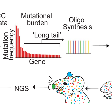Diagram showing the workflow for identifying tumor‑suppressor genes in head and neck squamous cell carcinoma.