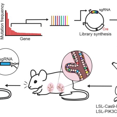 Illustration of experimental design for in vivo CRISPR screen, showing gene selection from long-tail mutations, intraductal injection of lentiviral libraries and tumor sequencing.