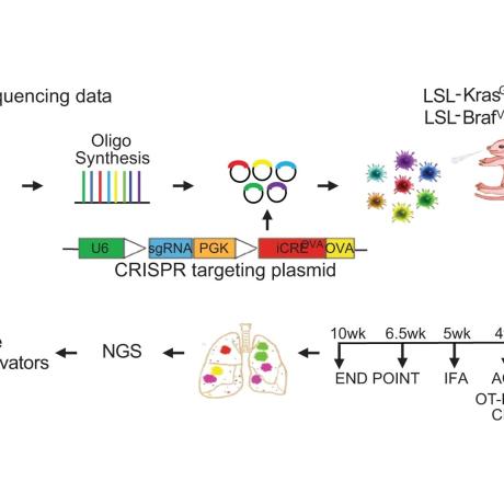 Experimental workflow of the in vivo CRISPR screen to identify immune-modulatory cancer genes.