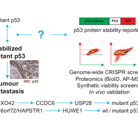 Diagram showing how mutant p53 becomes stabilized, how this drives metastasis, and the experimental tools used to identify regulators of p53 stability.