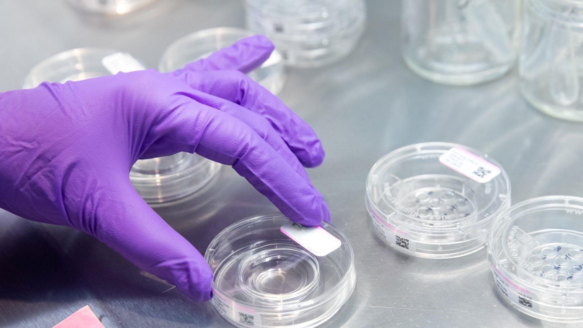 A gloved hand handling labeled petri dishes in a laboratory used for fertility or IVF procedures