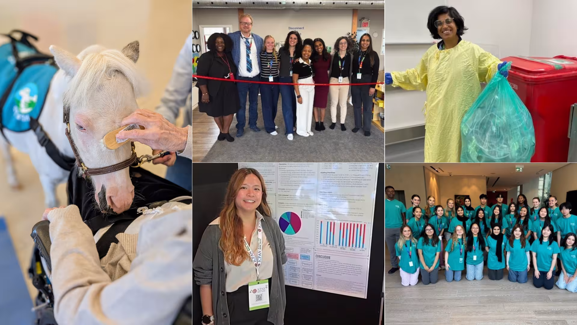 A collage of five different photos of people at Sinai Health. On the left is a photo of a miniature horse visiting a patient, there are also two group photos and photos of two individuals