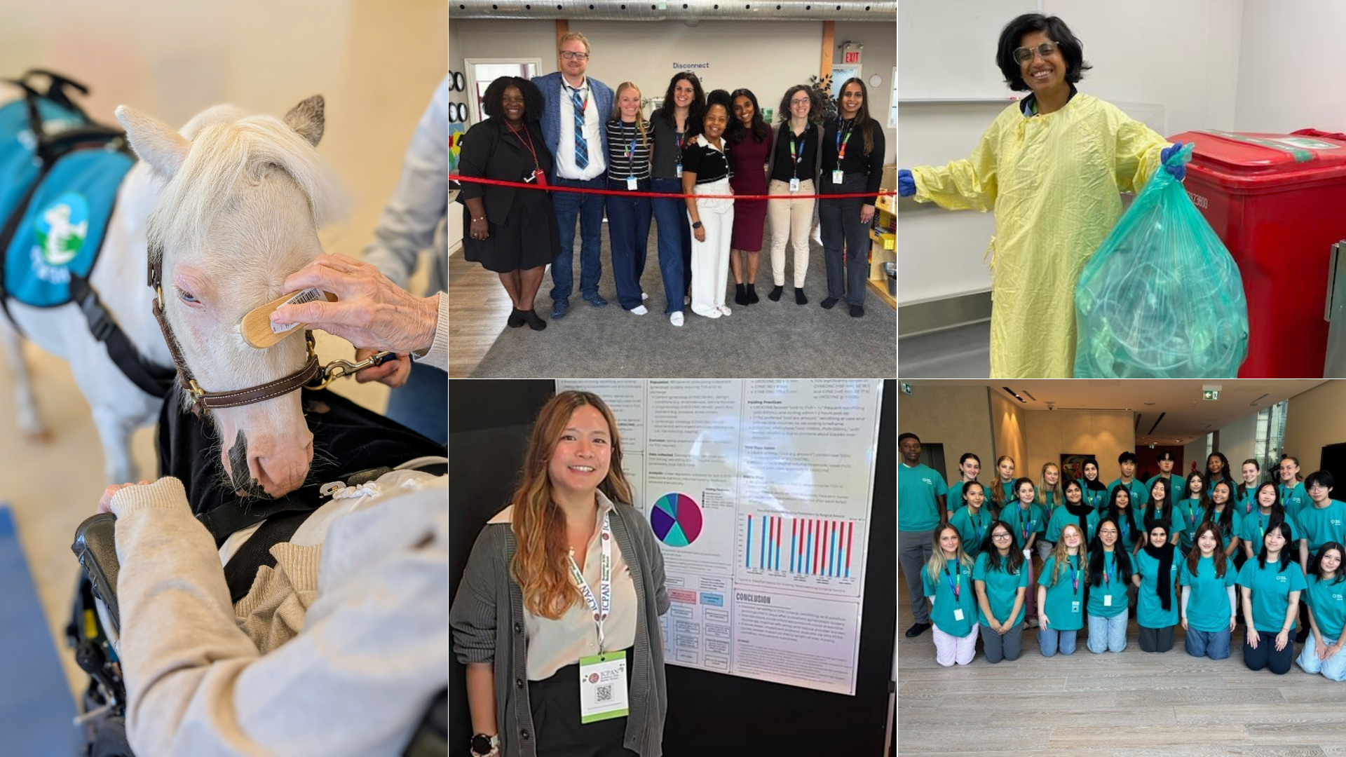 A collage of five different photos of people at Sinai Health. On the left is a photo of a miniature horse visiting a patient, there are also two group photos and photos of two individuals