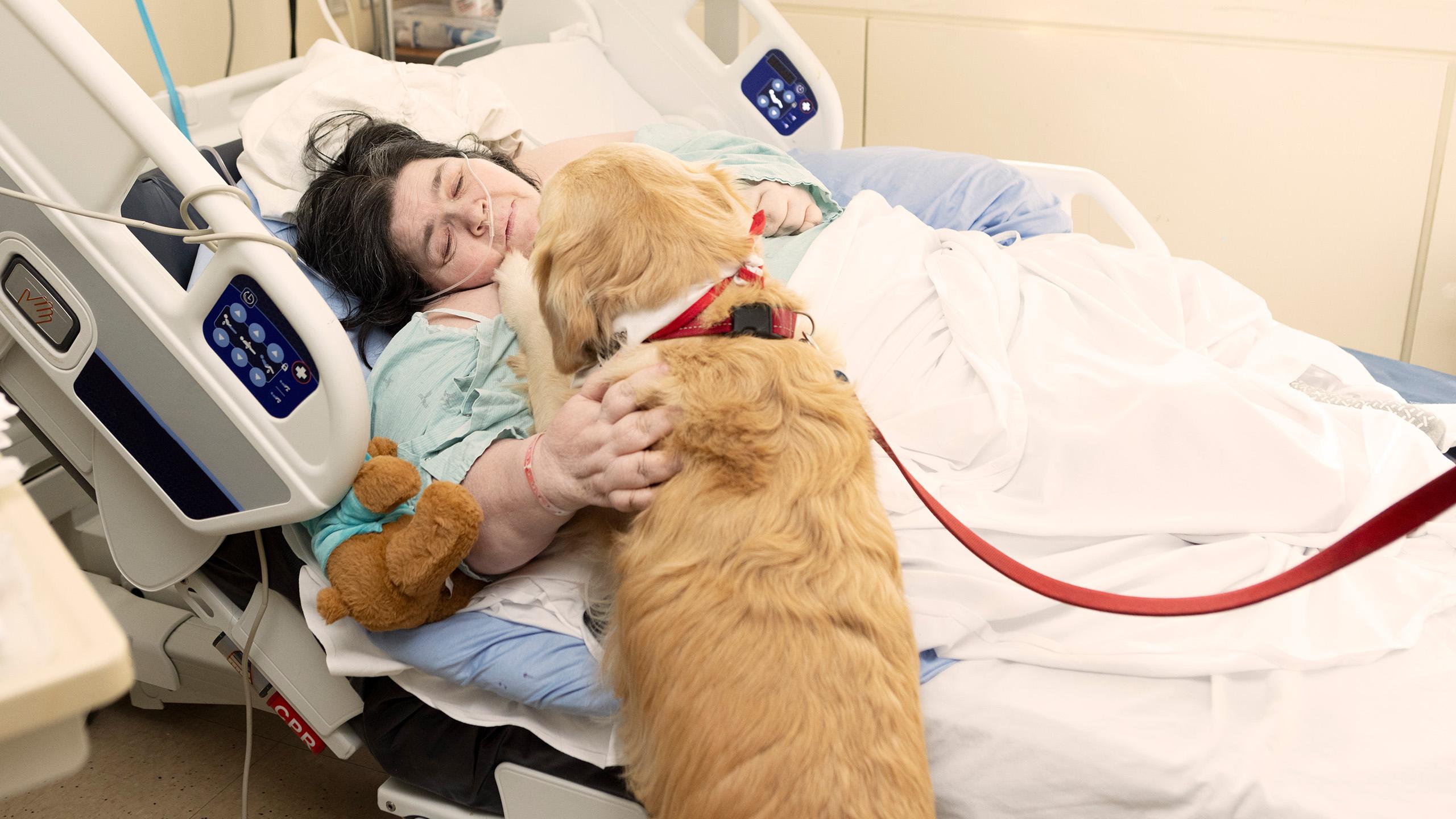 patient in hospital bed with golden retriever