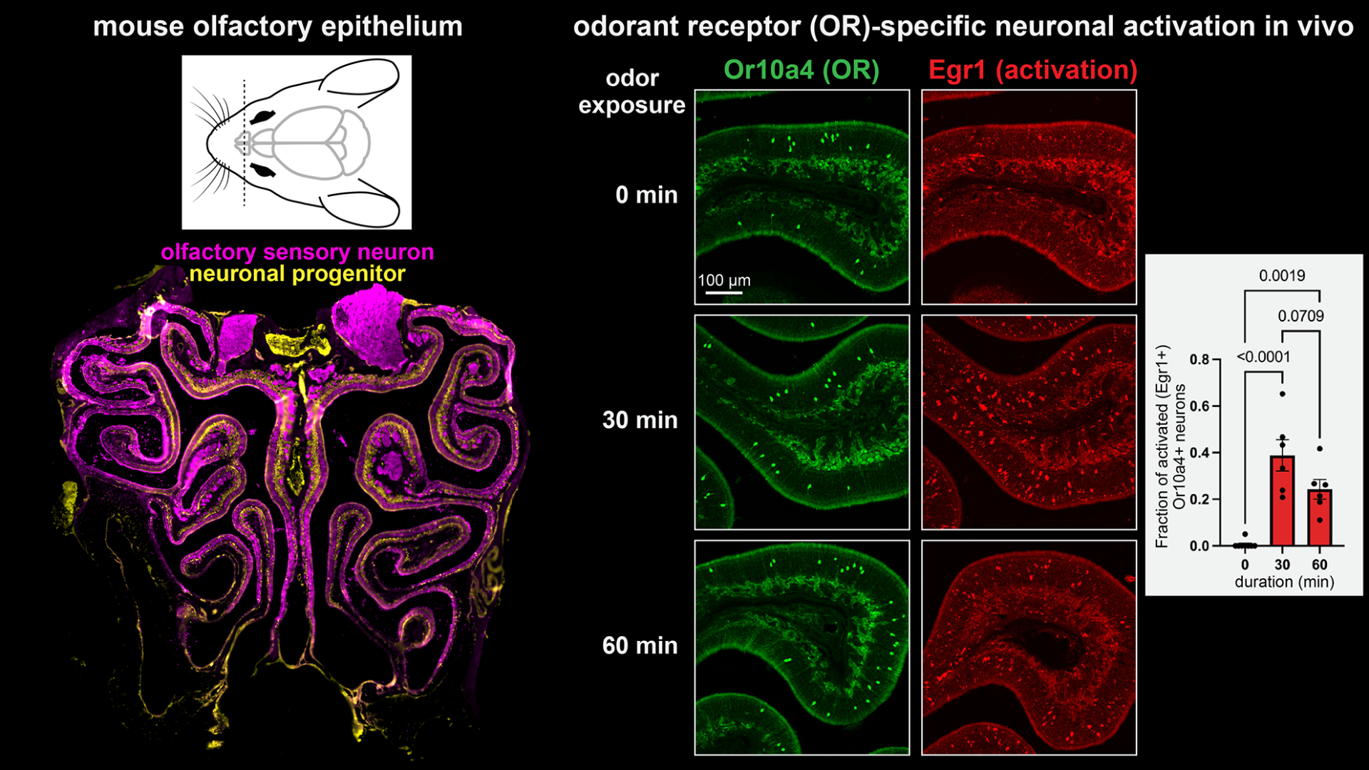 Scientific illustration of Dr. Tatsuya Tsukahara's first ongoing project.