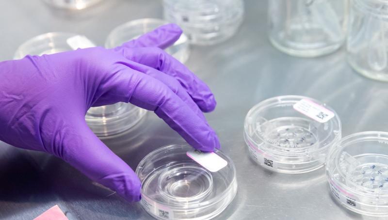 A gloved hand handling labeled petri dishes in a laboratory used for fertility or IVF procedures