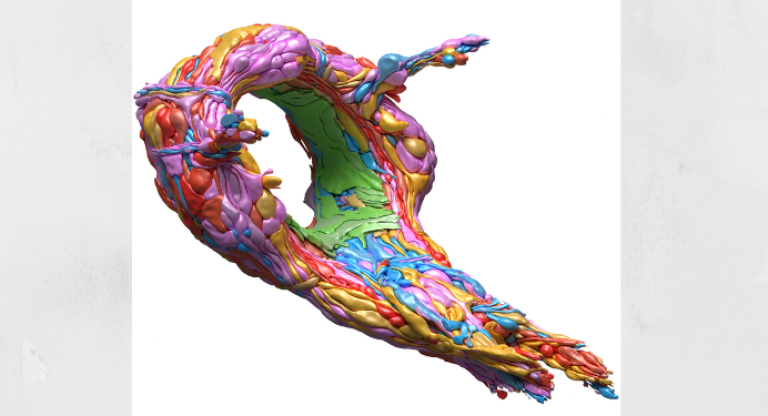 Why a tiny worm’s brain development could shed light on human thinking