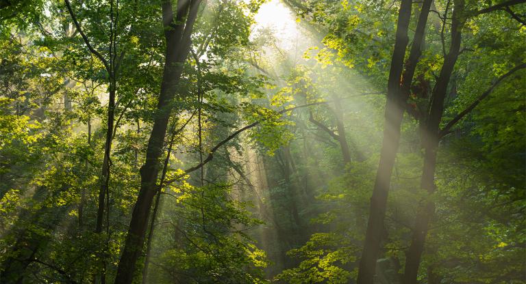 A forest with sunlight peaking through the trees