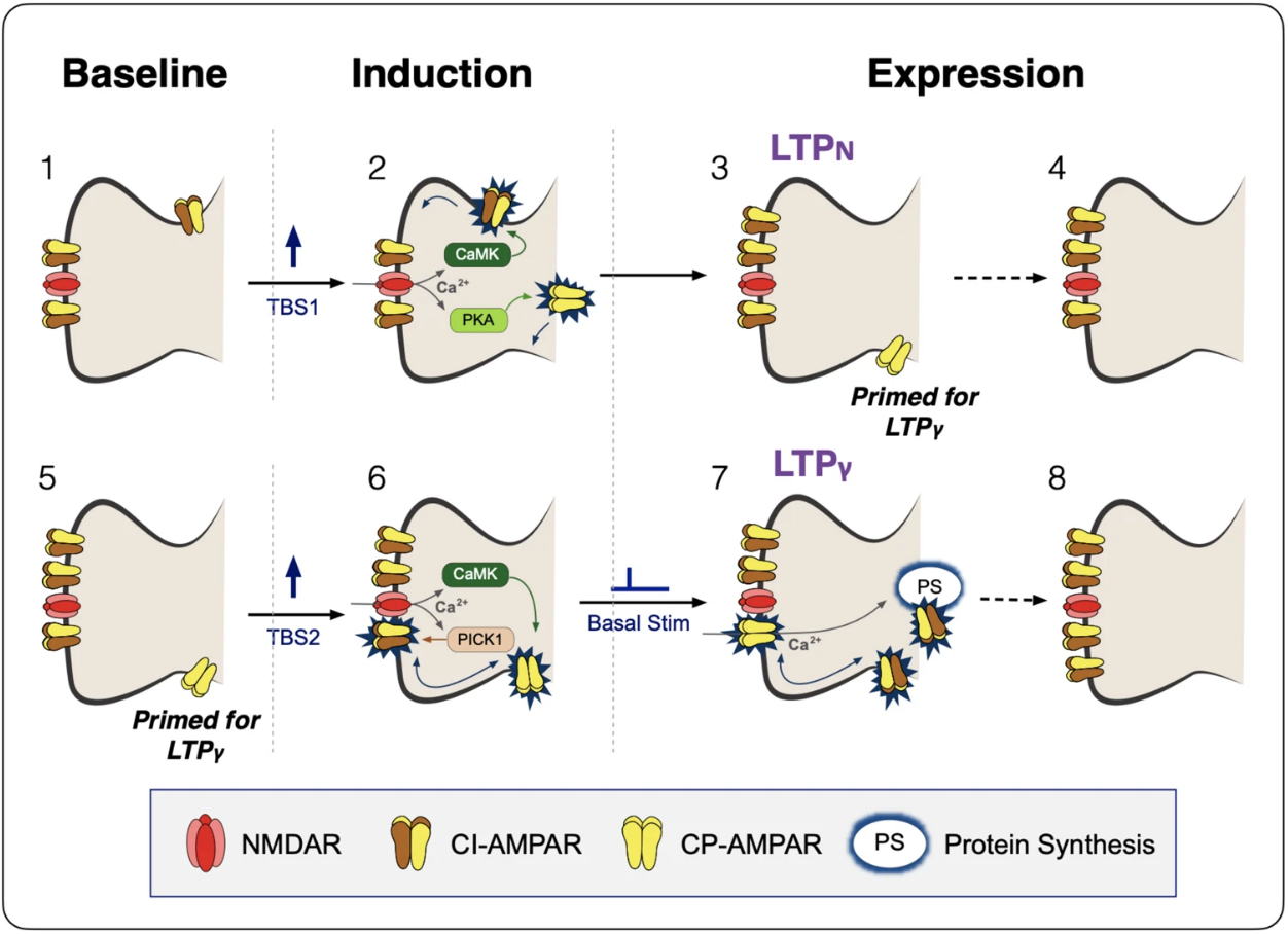 Diagram of how CP-AMPARS can be transiently inserted into the synapse to promote learning